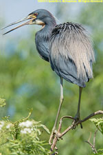 tricolored heron